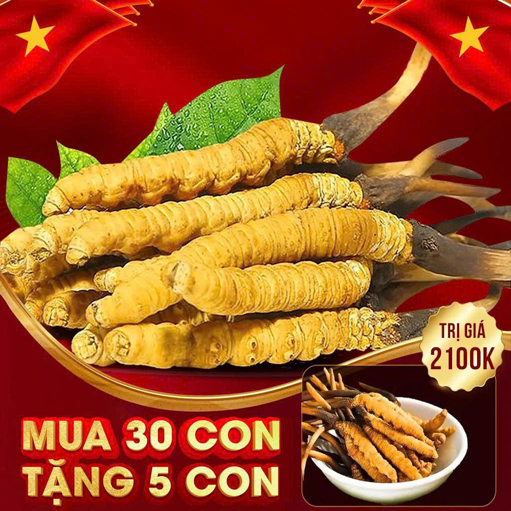 Đông Trùng Hạ Thảo Tây Tạng Nguyên Con Tươi Size 1 Gr Con