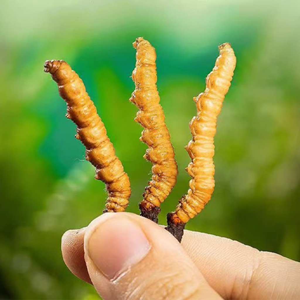 Đông Trùng Hạ Thảo Tây Tạng Nguyên Con Tươi Size 0.5 Gr Con