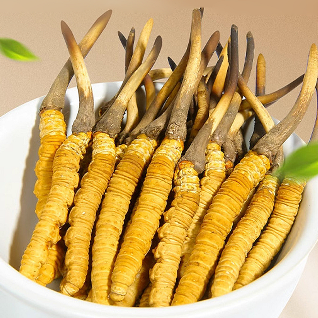 Đông Trùng Hạ Thảo Tây Tạng Nguyên Con Tươi Size 0.6 Gr Con