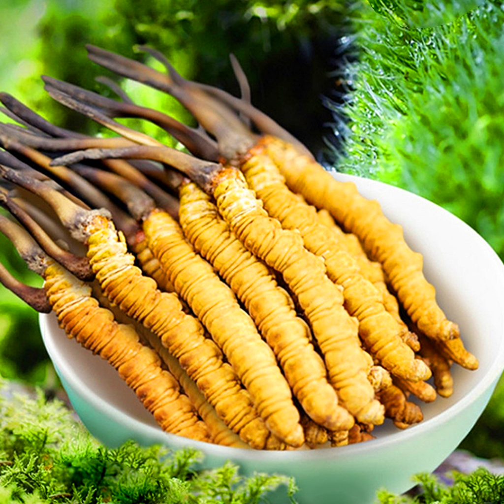 Đông Trùng Hạ Thảo Tây Tạng Nguyên Con Tươi Size 0.7 Gr Con