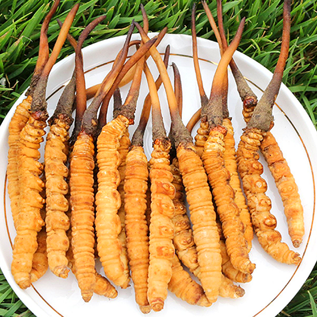 Đông Trùng Hạ Thảo Tây Tạng Nguyên Con Tươi Size 0.8 Gr Con