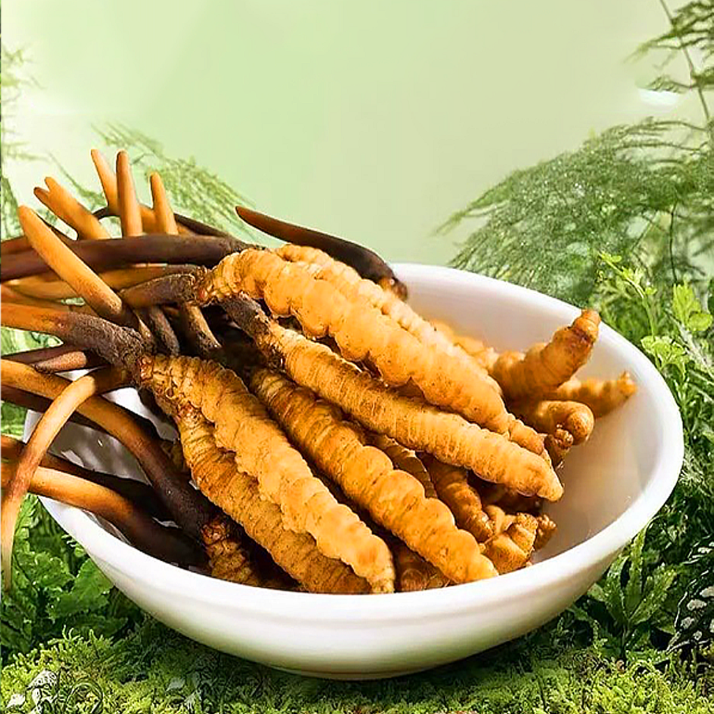 Đông Trùng Hạ Thảo Tây Tạng Nguyên Con Tươi Size 0.9 Gr Con