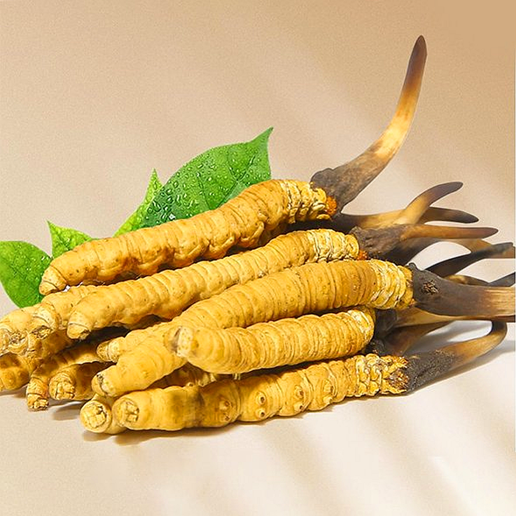 Đông Trùng Hạ Thảo Tây Tạng Nguyên Con Tươi Size 1 Gr Con