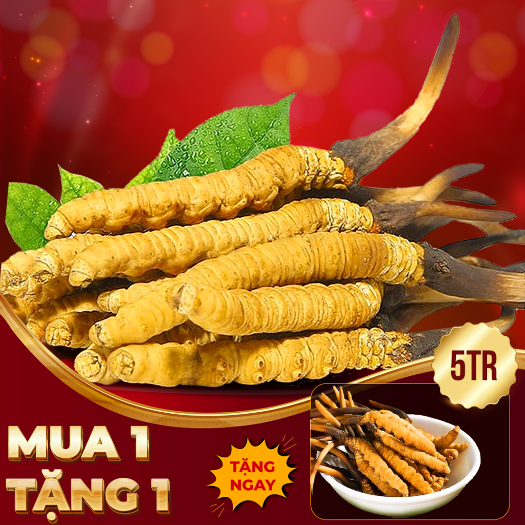 Đông Trùng Hạ Thảo Tây Tạng Nguyên Con Tươi Size 1 Gr Con