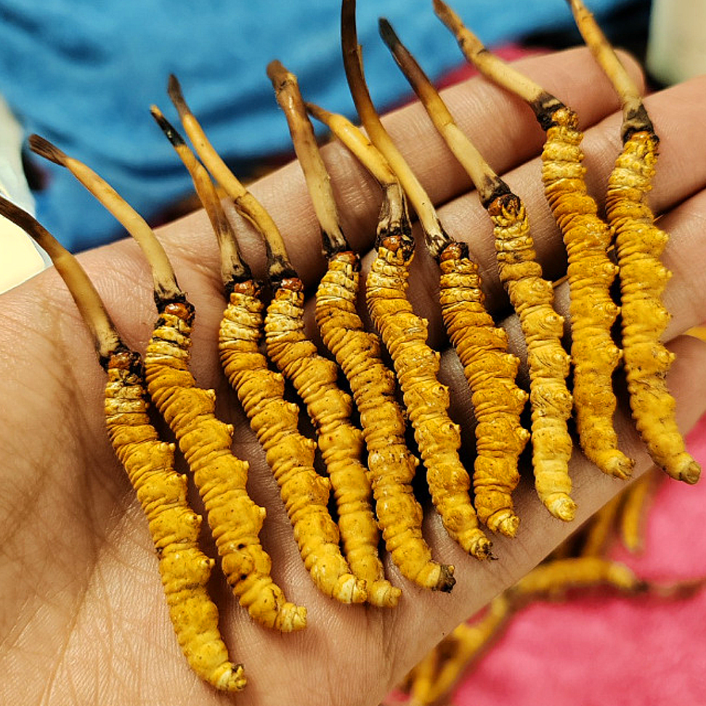 Đông Trùng Hạ Thảo Tây Tạng Nguyên Con Tươi Size 1.2 Gr Con