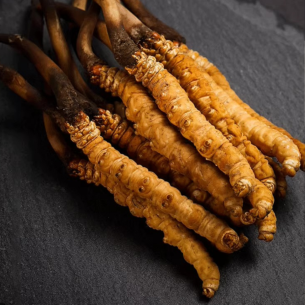 Đông Trùng Hạ Thảo Tây Tạng Nguyên Con Tươi Size 1.4 Gr Con