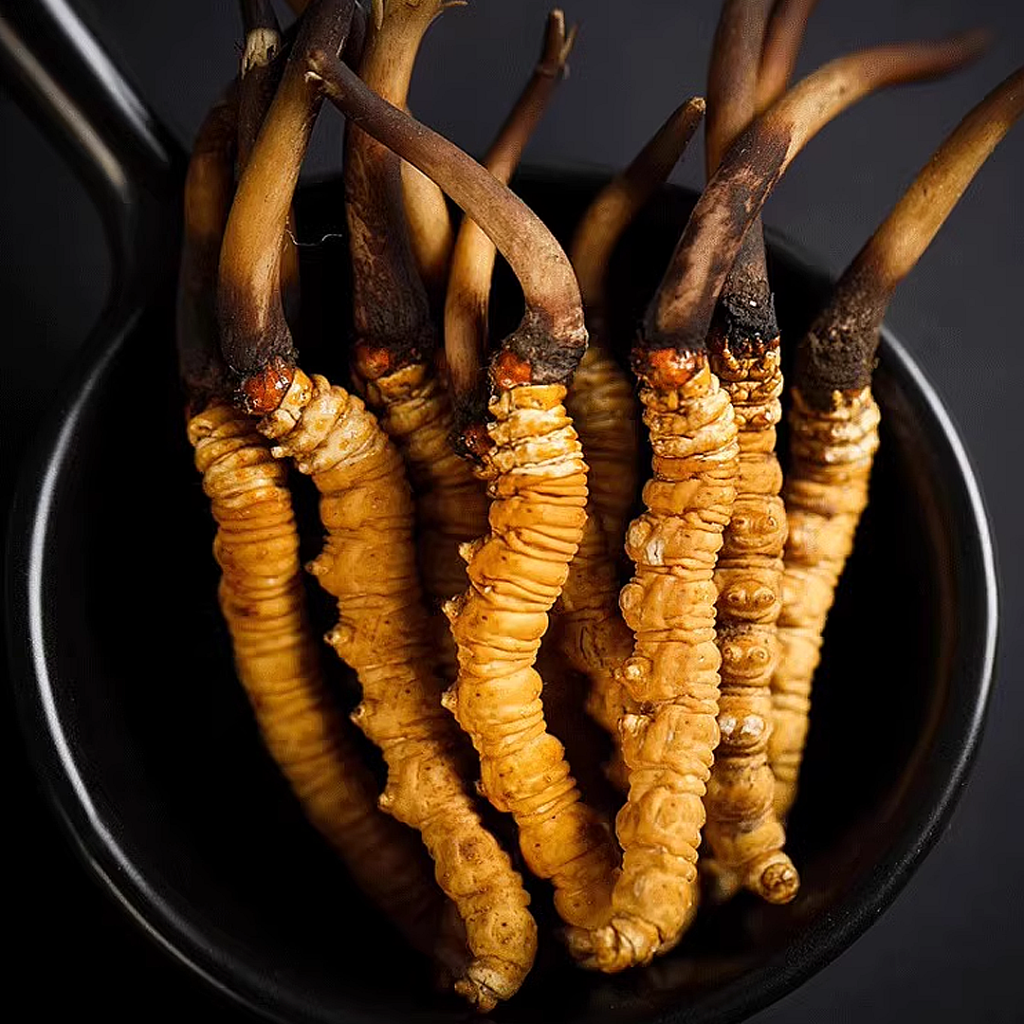 Đông Trùng Hạ Thảo Tây Tạng Nguyên Con Tươi Size 1.5 – 2 Gr Con